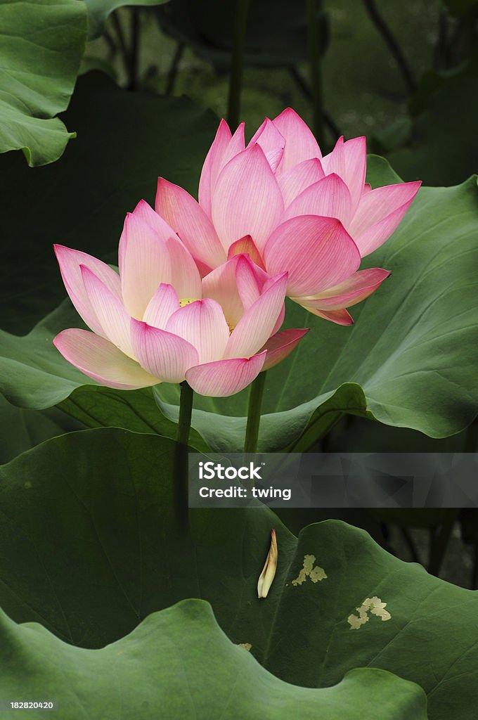 Двойной Lotus цветы - Стоковые фото Лотос роялти-фри