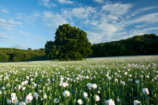 A field of opium poppies growing in central Dorset for medicinal reasons.