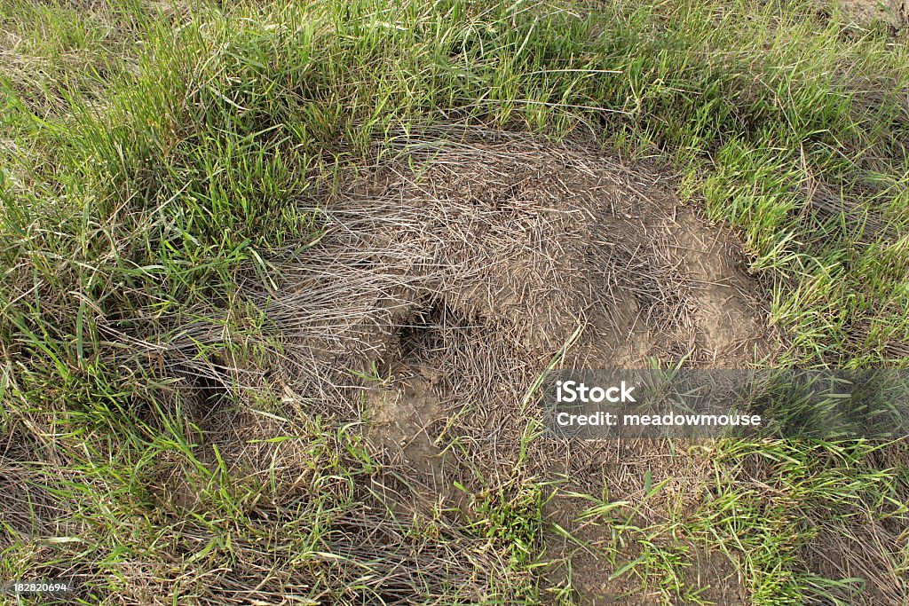 Rojo ants hormiguero mound en hierba desde arriba - Foto de stock de Abrir libre de derechos