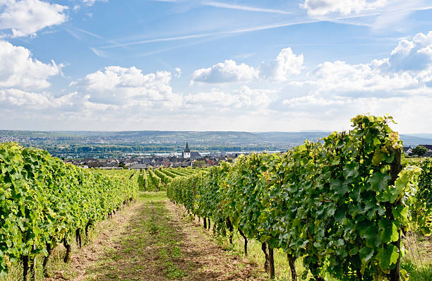 viñedo verde de alemania - rheingau fotografías e imágenes de stock