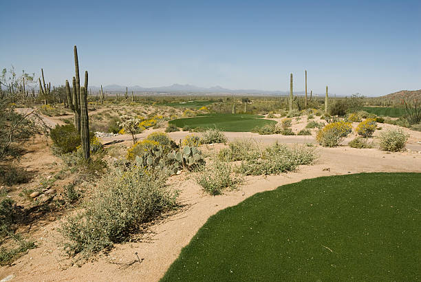istock Desert Golf Course at Dove Mountain  with Saguaro Cactus 182821071