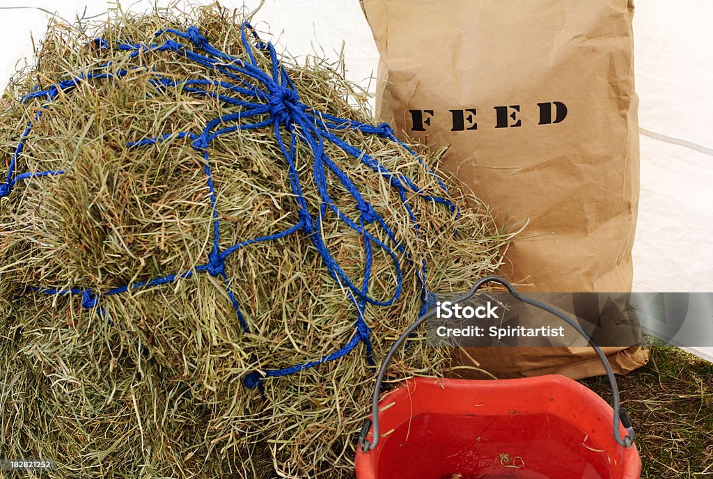 Cavalo alimentos e água - Foto de stock de Balde royalty-free