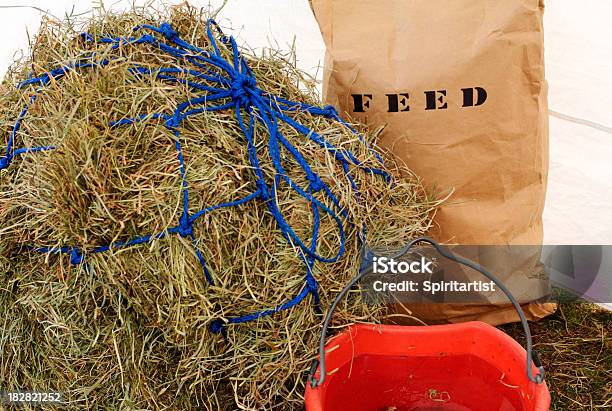 Foto de Cavalo Alimentos E Água e mais fotos de stock de Balde - Balde, Cavalo - Família do cavalo, Agricultura