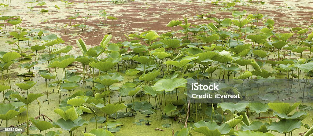 Lotus hoja - Foto de stock de Agua libre de derechos