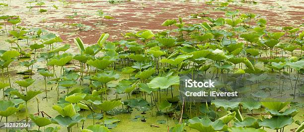 Lotus Hoja Foto de stock y más banco de imágenes de Agua - Agua, Agua estancada, Agua subterránea