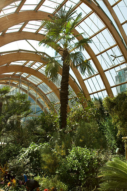 istock Winter garden in Sheffield, UK 182821327