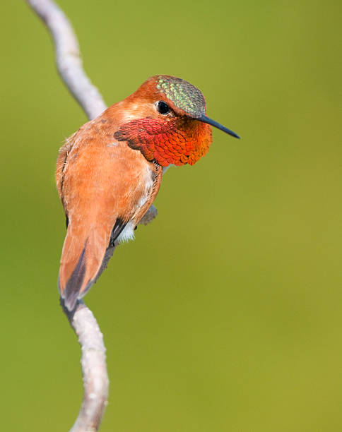 istock Rufous Hummingbird - Male 182821374