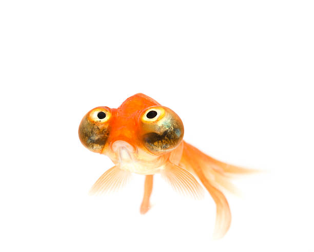 celestial eye goldfisch - crazy eyes stock-fotos und bilder