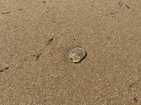 Moon jellyfish washed up on the beach