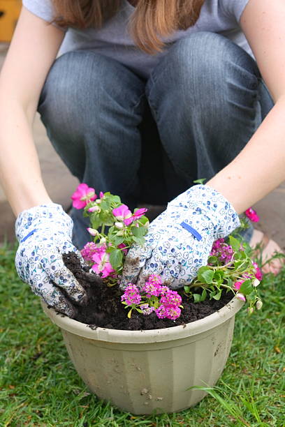 istock Planting Flowers in Pot 182821646