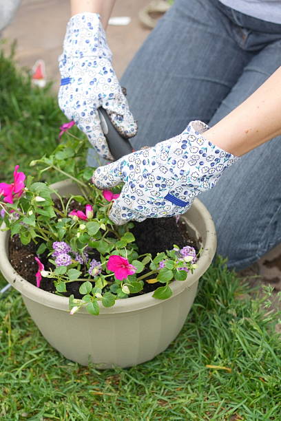 istock Planting Flowers 182821651