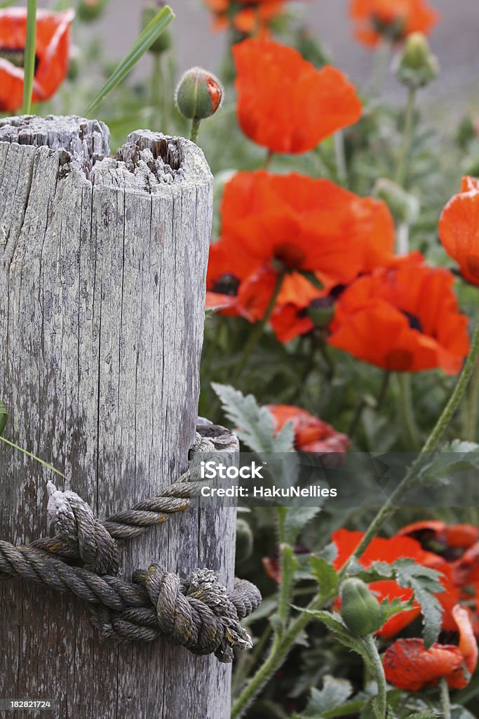 Wunderschöne Poppies - Lizenzfrei Blume Stock-Foto