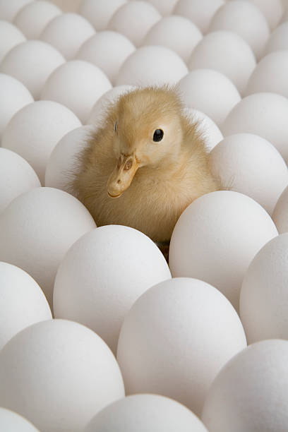 istock Duckling in a field of eggs 182821746