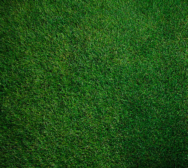 istock Looking down on a pure green square of moss 182821810