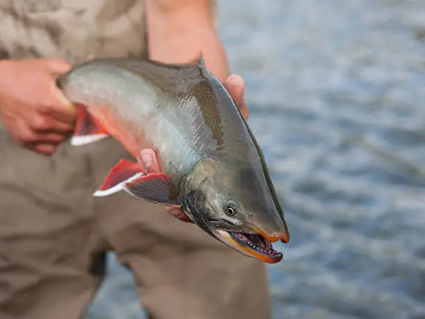 Dolly Varden in beautiful  spawning colors. Selective focus on head.