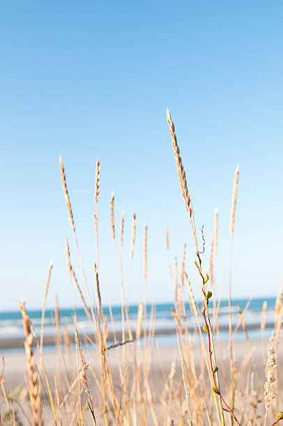 spiaggia erba tranquillità - sand beach sand dune sea oat grass foto e immagini stock