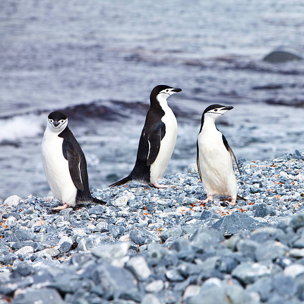 istock Chinstrap penguins Cuverville Island Antartica 182821982