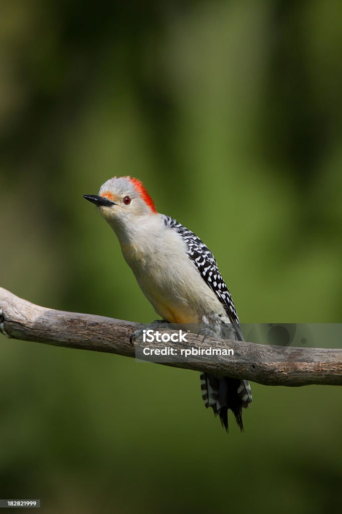 Red-bellied woodpecker Rich Phalin  Animal Stock Photo