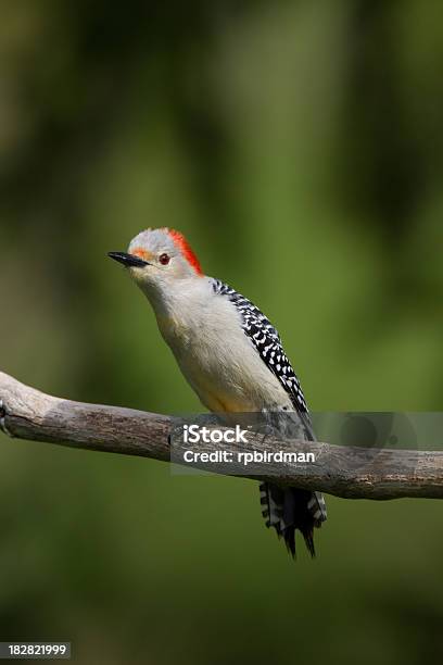 Redbellied Woodpecker Stock Photo - Download Image Now - Animal, Bird, Feather