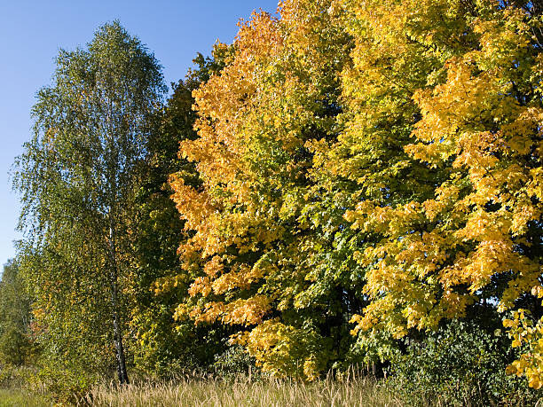 den herbst - norway maple stock-fotos und bilder