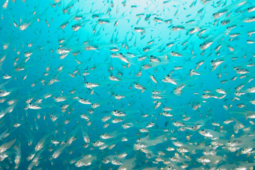 see through glass fish swarm overhead