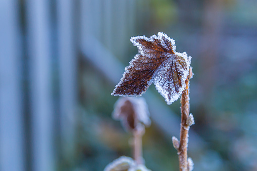Leaf covered with crystals of frost on a blurred background