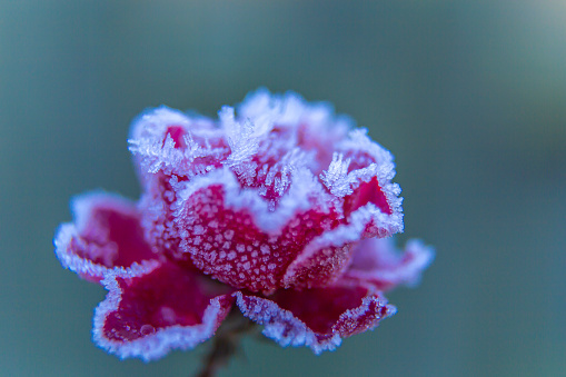 Red rose covered with hoarfrost on a blurred blue background.