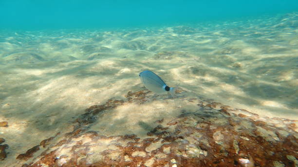 dorade sellée ou daurade sellée, daurade de selle, oblade (oblada melanurus) sous-marine - blade photos et images de collection