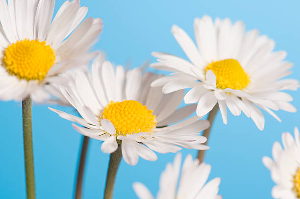 istock Yellow and white daisy flowers on a blue background 182822723