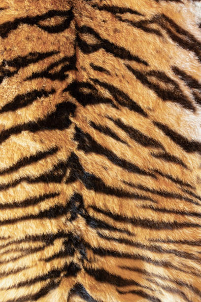 istock tiger pelt with beautiful stripes 1828229535