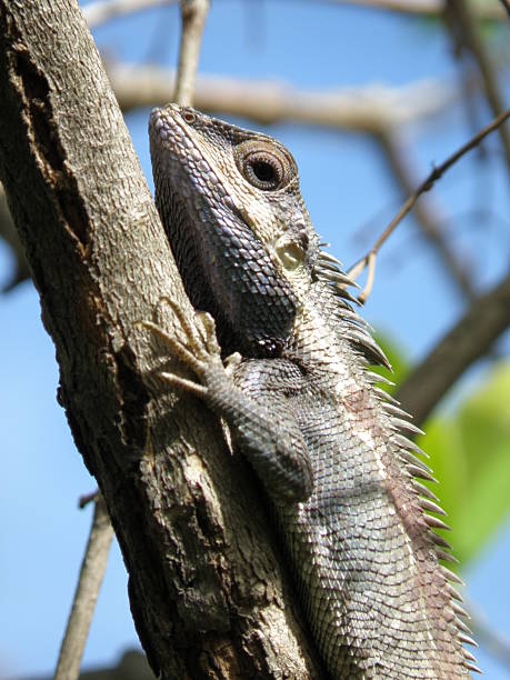 istock Garden fence lizard 182822960