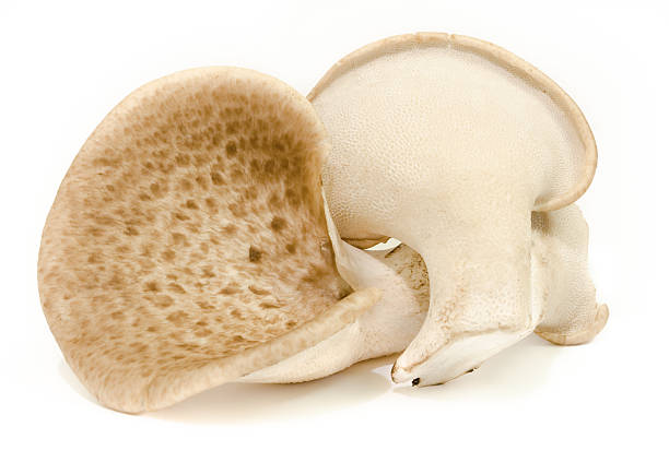 istock Polyporus Squamosus Edible Mushrooms 182823030