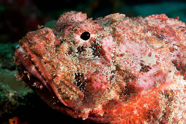 Photo of Topical saltwater fish Reef Stonefish - Synanceia verrucosa