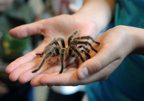 a girl holding a large tarantula in her hands
