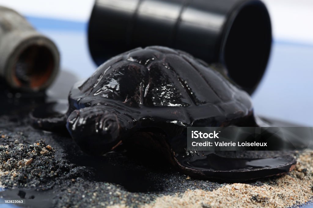 Turtle with petroleum Turtle with petroleum on the sand and water edge. Crude Oil Stock Photo