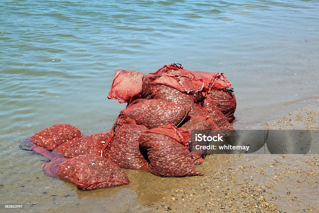 Sacos de mariscos frescos de mantenimiento - Foto de stock de Mejillón libre de derechos