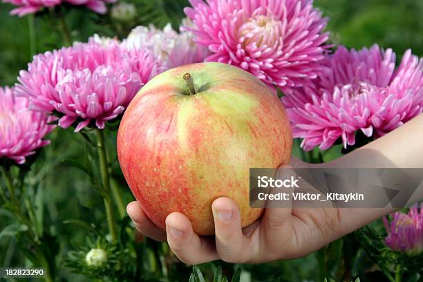 Jabłko - zdjęcia stockowe i więcej obrazów Adam - Biblical Character - Adam - Biblical Character, Aster, Cień