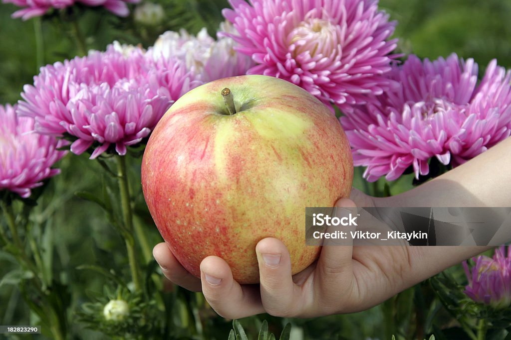 maçã - Foto de stock de Adulto royalty-free