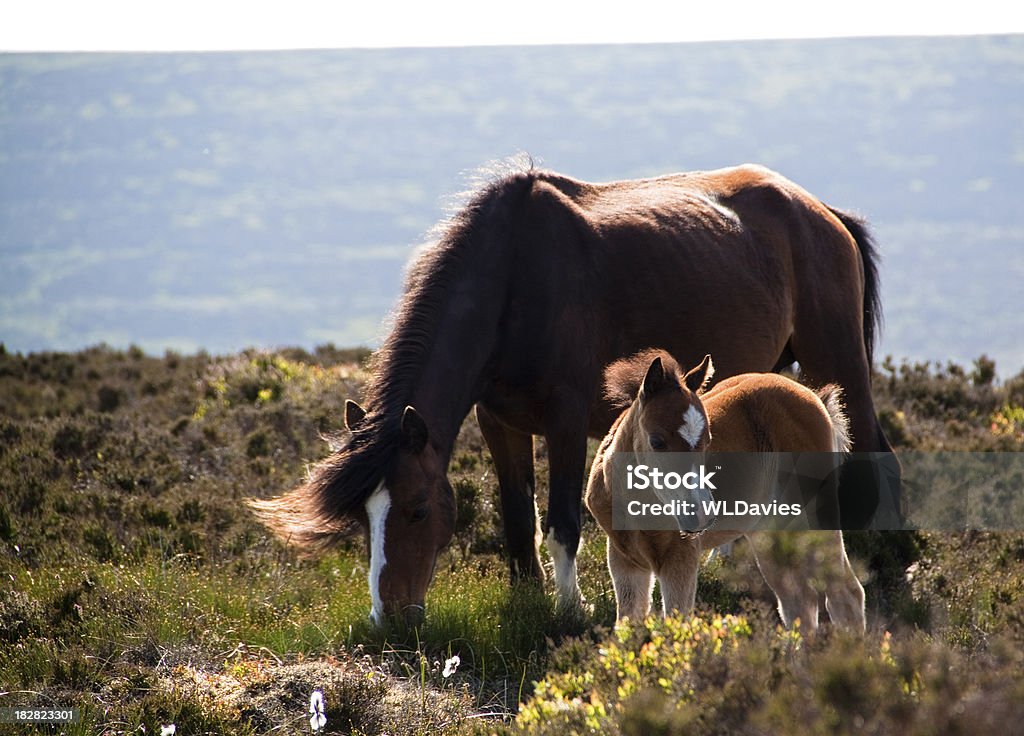 Cavalos selvagens em Moor - Foto de stock de Alimentar royalty-free