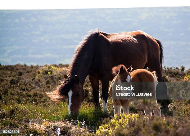 Foto de Cavalos Selvagens Em Moor e mais fotos de stock de Alimentar - Alimentar, Animal, Animal selvagem