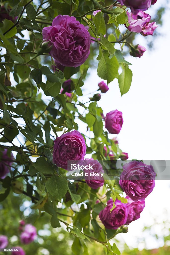 Bush com Rosa rosas no jardim. - Royalty-free Amor Foto de stock