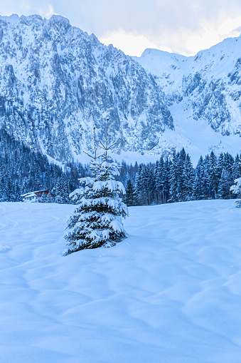 Two young fir trees among snowdrifts against the background of high snow-capped mountains.