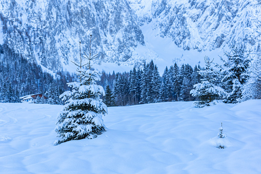 Two young Christmas trees among snowdrifts against the background of a winter forest and high snow-capped mountains.