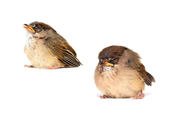 istock Cute Sleepy House Sparrow Chick 182823639