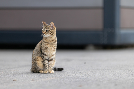 Tabby cat is standing on the street.