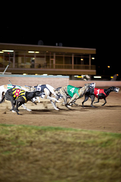 istock Racing greyhounds in motion running around a track at night 182823788