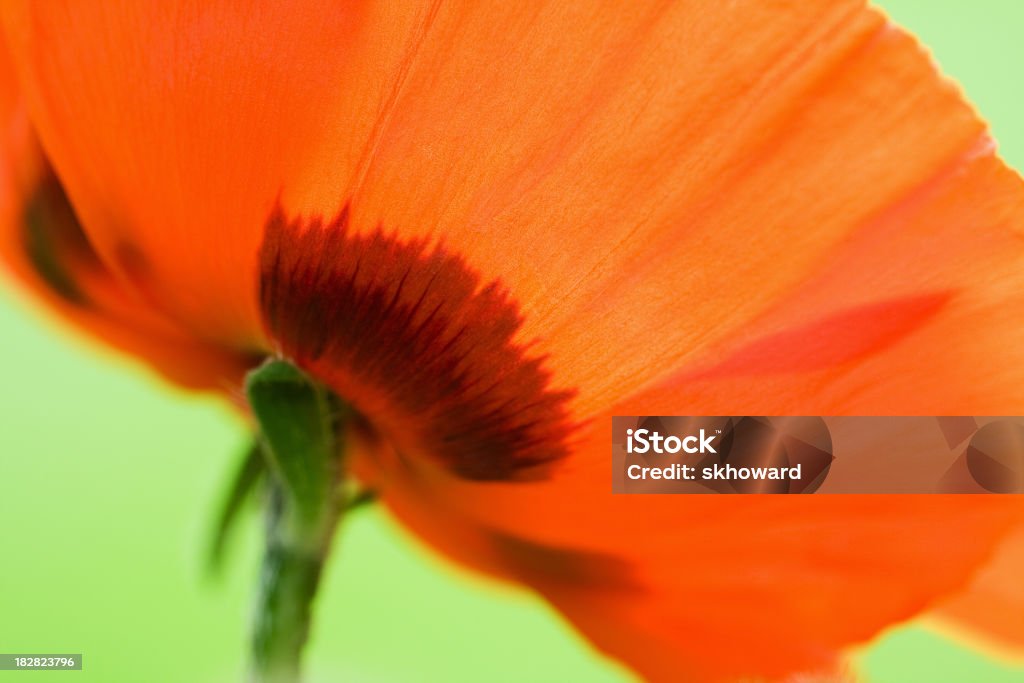 Poppy Vibrant orange petals of an Oriental Poppy.  Blossom Stock Photo