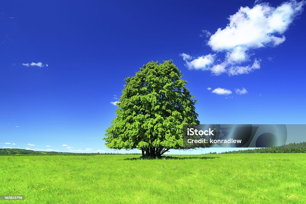 Зеленое поле и lonely tree-пейзаж - Стоковые фото Без людей роялти-фри