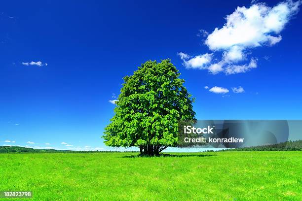 Зеленое Поле И Lonely Treeпейзаж — стоковые фотографии и другие картинки Без людей - Без людей, Горизонтальный, Дерево