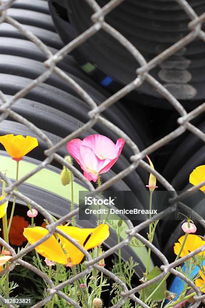 Wild Fundos - Fotografias de stock e mais imagens de Amarelo - Amarelo, Cano, Cerca